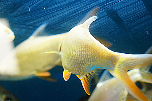 双线鲫鱼在水族馆