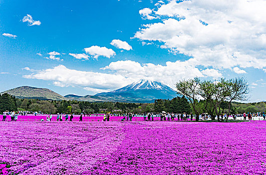 公园花海