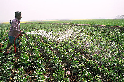 农民,水,土豆田,孟加拉,十二月,2007年