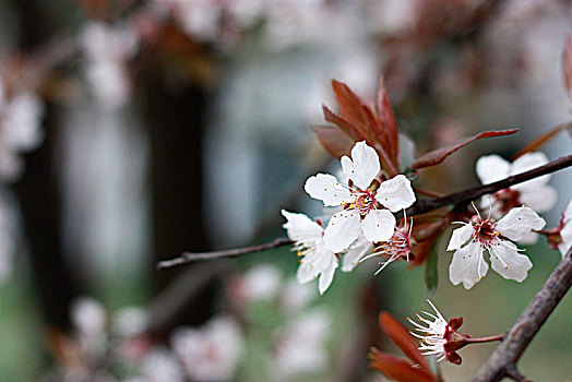 樱花,早樱