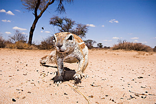 地松鼠,南非地松鼠,觅食,卡拉哈迪大羚羊国家公园,博茨瓦纳