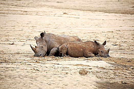 白色,犀牛,白犀牛,成年,小动物,休息,沙,地面,国家公园,纳塔耳,南非,非洲