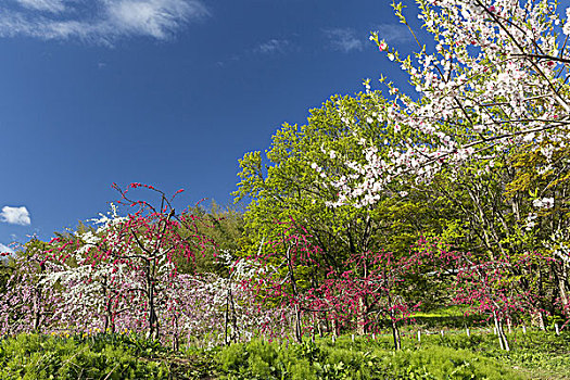 桃树,福岛,日本
