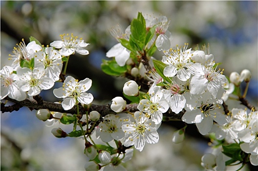 李子,花