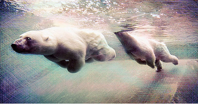 北极熊,游泳