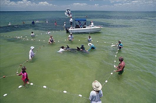 宽吻海豚,一对,研究人员,观注,湾,佛罗里达