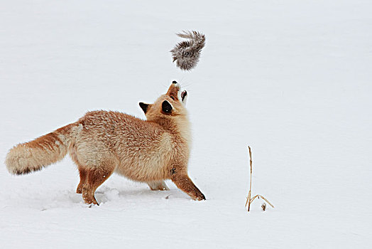 红狐,狐属,猎捕,雪中,冬天
