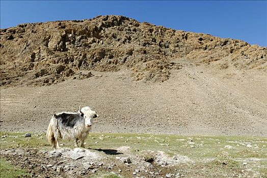 牦牛,蒙古,草原,阿尔泰,亚洲