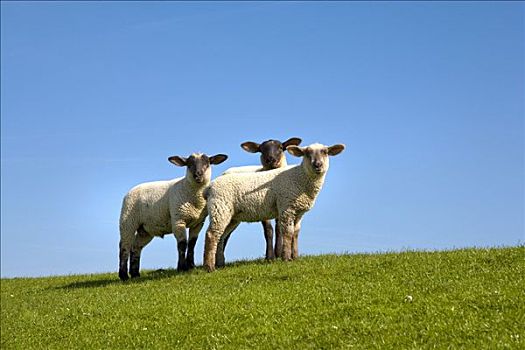 羊羔,堤岸,北方,石荷州,德国