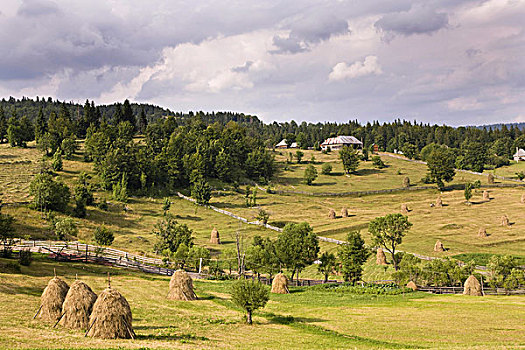 干草收割,干草堆,山,罗马尼亚