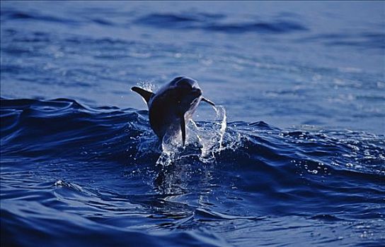 大西洋点斑原海豚,花斑原海豚,跳跃,北方,巴哈马