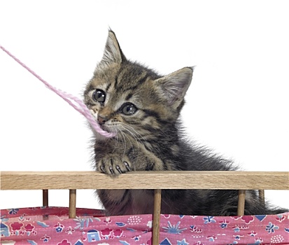 小猫,粉色,毛织品