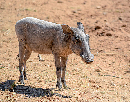 疣猪,纳米比亚