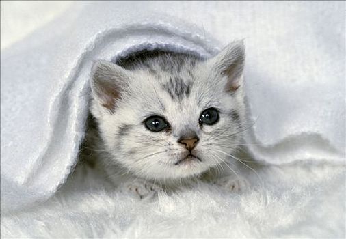 美洲短毛猫,猫,隐藏,白色,毯子