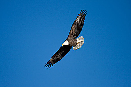 白头鹰,海雕属,雕,飞行,上方,密西西比河,伊利诺斯,美国