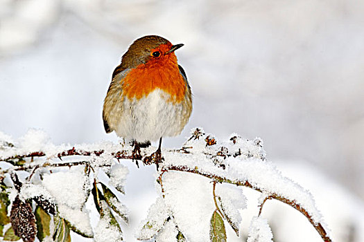 知更鸟,成年,栖息,积雪,枝条,西米德兰兹郡,英格兰,英国,欧洲