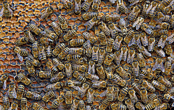 蜜蜂,蜂窝,拿着,蜂蜜,冬天,巴伐利亚,德国,欧洲