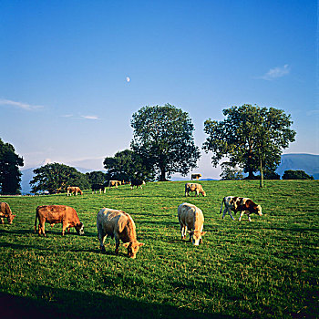 菜牛,放牧,凯瑞郡,爱尔兰