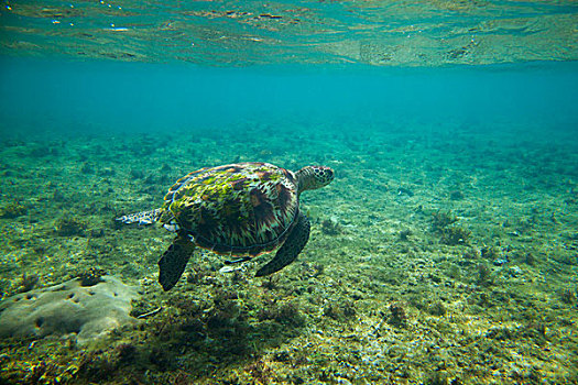 海龟,水下,岛屿,海洋,自然保护区,鱼,菲律宾