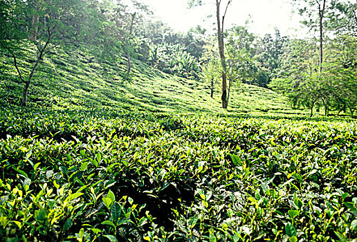 茶园,茶,一个,出口贸易,物品,孟加拉