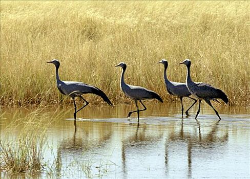四个,蓝色,鹤,洪水,边缘,埃托沙国家公园,只有,南非,纳米比亚