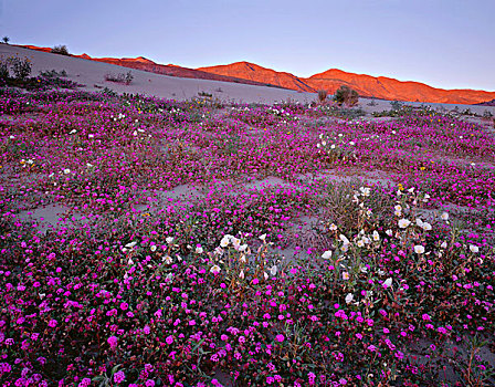 美国,加利福尼亚,沙漠,州立公园,沙子,马鞭草属植物,沙丘,月见草,盛开,日落,远景,粉色,山,大幅,尺寸