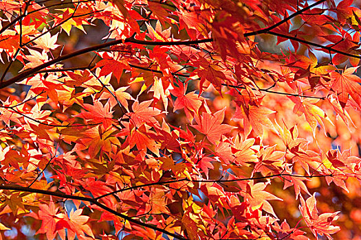 枫树,红叶,日本,亚洲