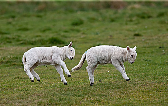 两个,羊羔,跳跃,空中,诺森伯兰郡,英格兰