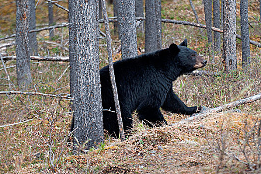 黑熊,美洲黑熊,走,树林,碧玉国家公园,艾伯塔省,加拿大