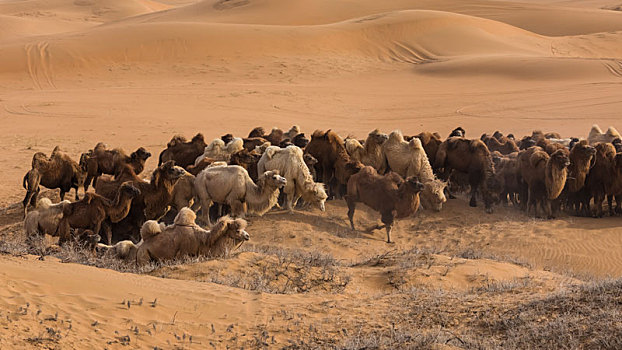 阿拉善盟骆驼那达慕大会