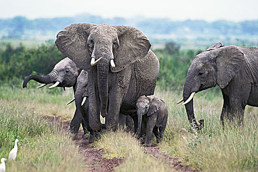 非洲象,女性,马赛马拉,公园,肯尼亚