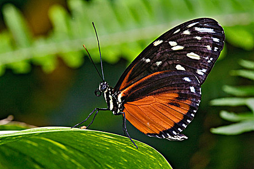 虎斑蝶,蝴蝶,白色,河,花园,州立公园,印第安纳波利斯