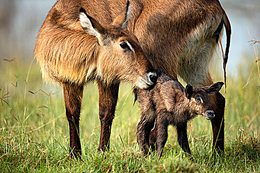 母亲,幼小,水羚,纳库鲁湖国家公园,肯尼亚,非洲