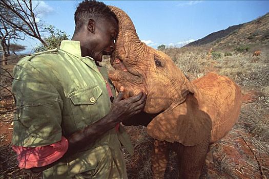 非洲象,看护,玩,婴儿,孤儿,东察沃国家公园,肯尼亚