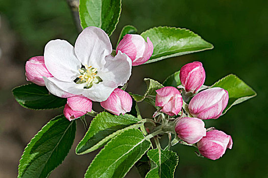 苹果花,苹果树,德国,欧洲