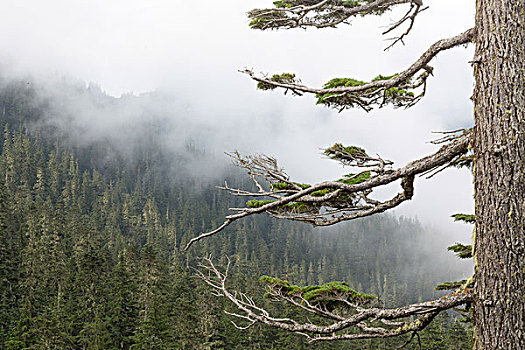 美国,华盛顿,雷尼尔山国家公园,常青树,雾