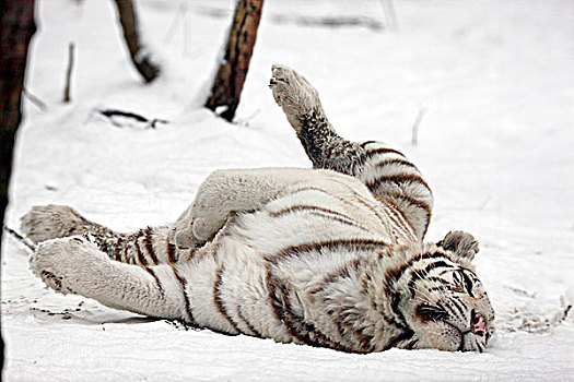 白色,虎,雪中