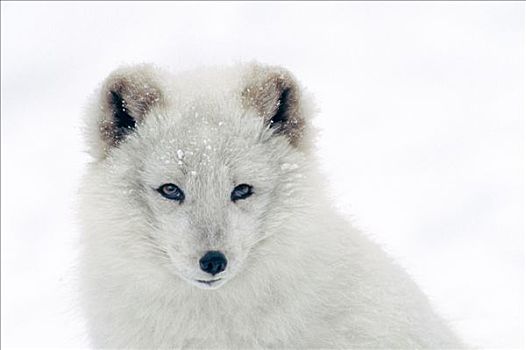 北极狐,俘获,冬季,肖像