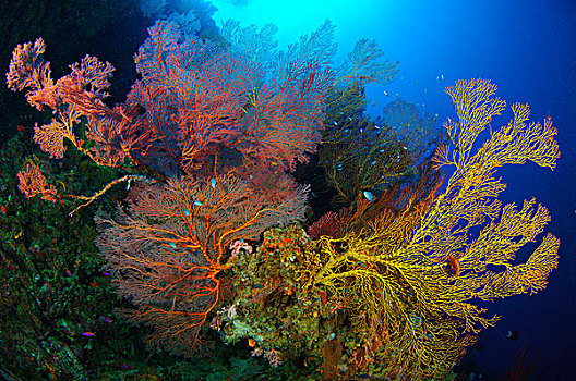 彩色,种类,海洋,软珊瑚,所罗门群岛