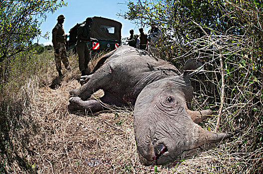 黑犀牛,幼仔,死亡,禁猎区,肯尼亚