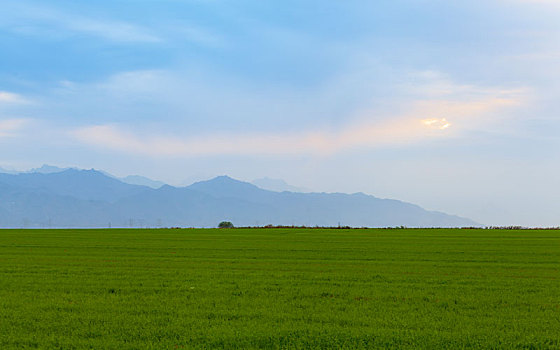 麦田,麦子