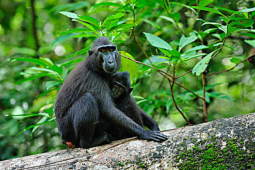 黑色,短尾猿,弥猴属,女性,幼仔,北方,苏拉威西岛,印度尼西亚