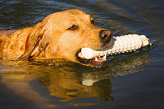 纯种动物,黄色拉布拉多犬,游泳