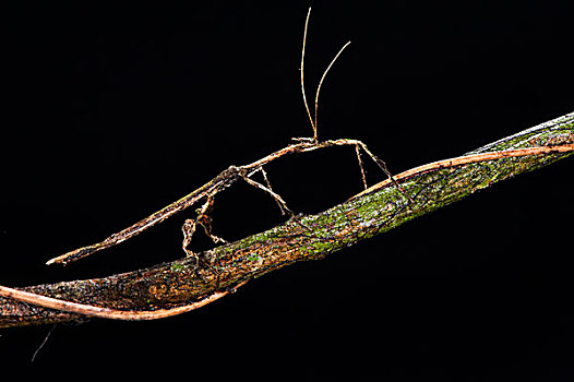 竹节虫,竹节虫目,国家公园,亚马逊雨林,厄瓜多尔,南美