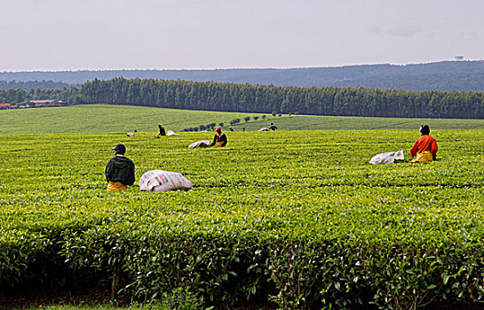 茶园,西部,肯尼亚,非洲