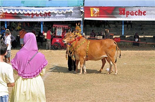 装饰,公牛,比赛,印度尼西亚