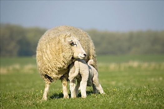 母羊,羊羔,草场,石荷州,德国