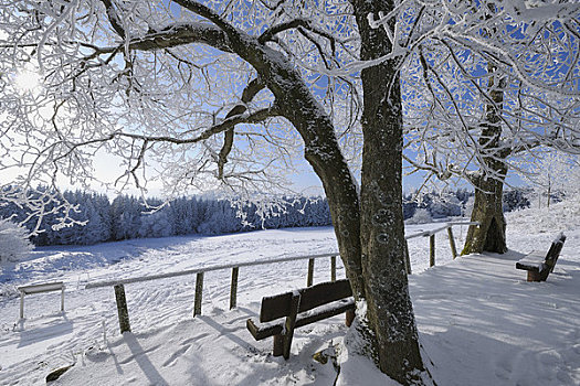长椅,积雪,树,山峦,黑森州,德国
