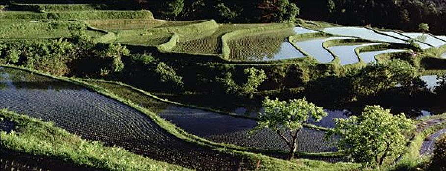 全景,阶梯状,稻田,日本