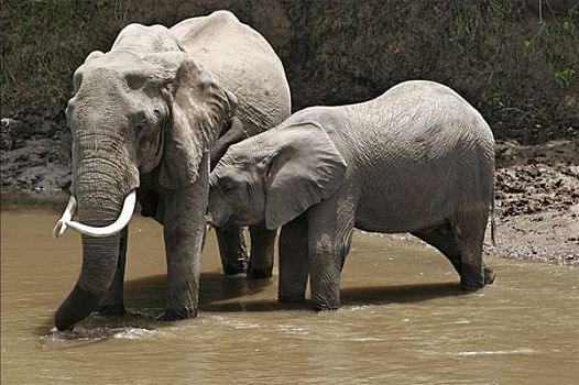 大象,喝,马拉河,肯尼亚